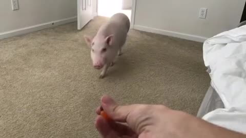 Pickle, el Cerdito Miniatura, adora comer gomitas