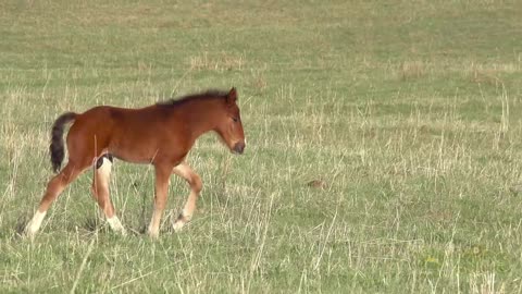 Cutest baby Animals On the farm