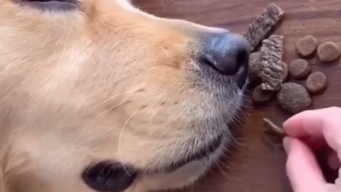 So cute Golden Retriever dog