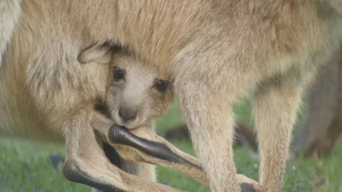Joey Kangaroo Wallaby Marsupial Animal Australia