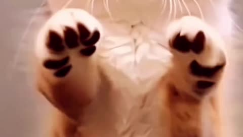 Funny 🤣😂 cat dancing ll 😺😸😸