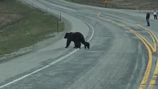 Traffic Waits for Grizzly Bear Family
