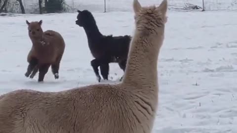 Alpacas play in the snow l ABC News