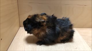 Guinea Pig Baby