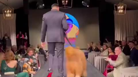 Dog absolutely slays runway debut #fashionweek #youtubepartner #goldendoodle