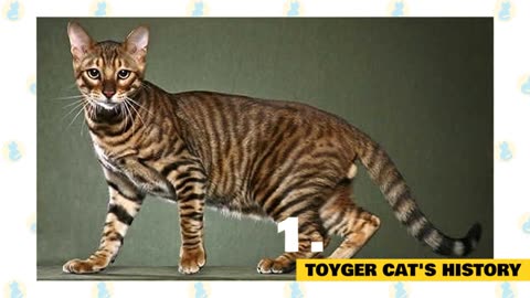 Toyger Cats 101 : Fun Facts & Myths