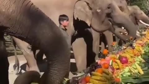Elephants party🐘