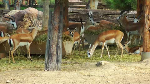 Mammal Animal Deers in Zoo