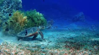 How The Hawksbill Sea Turtle Will Soon Be Gone!