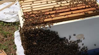 Swarm of Honey Bees