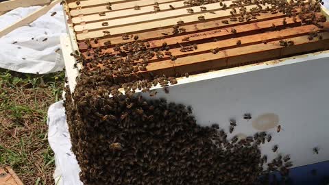 Swarm of Honey Bees