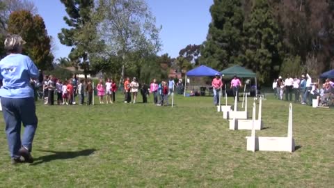 Flyball is run in teams of four dogs| dogs competition |