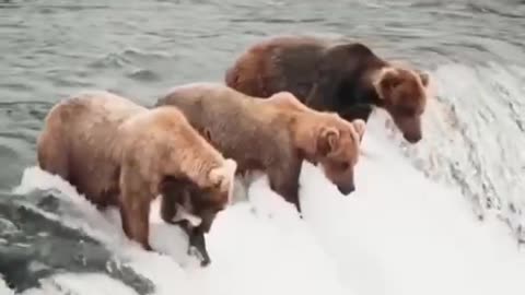 Three bears are standing at the water's edge