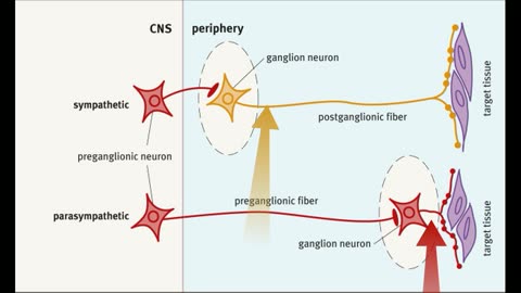 introduction to autonomic nervous system