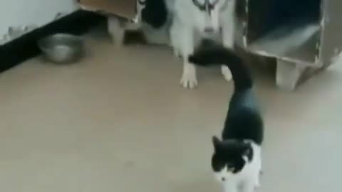 Funny Cat Kill the Dog