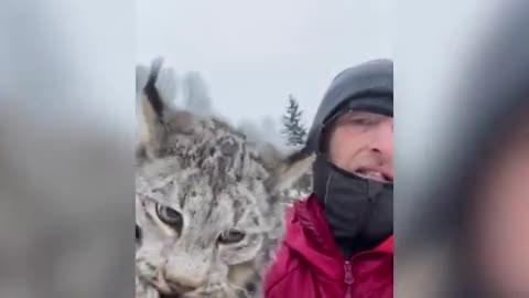 Canadian farmer gives lynx a polite lecture after it raided his chicken coop