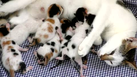 Rumble-cute cats ||Newborn kittens feeding on mother 😺😘💓