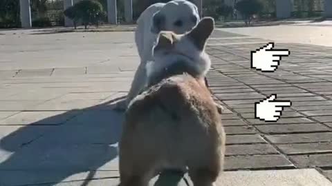 Am I a Good Dog #dogvideos #foryou #fpy #pet #TeamUSATryout