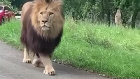 Lion walking sides of a cars