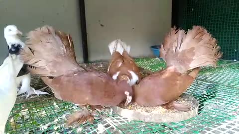 Fantail Pigeons Pair Red