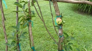 APPLE TREE