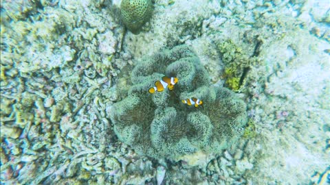 Clownfish Hiding On Sea Anemone