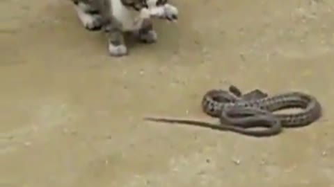 Snake VS Cat 😻🐍Dangerous Fighting 😳 The cat took away the dangerous snake😅😅😅