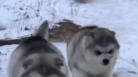 Cute and adorable Alaskan Malamute pets Get out and play snow😍 cute Puppies