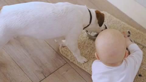 the toddler touches the dog's bowls when she drinks