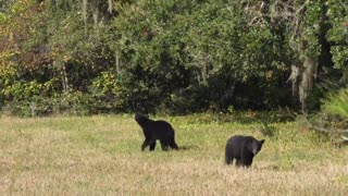 Who Said Bears Can’t Jump?