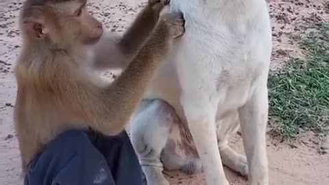 Funny Moments of Dog and Monkey