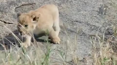 Cute baby lion 3