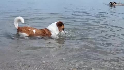 Dog Braves Surprise Attack from Crab