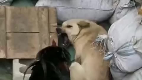 Fighting between chicken and dog