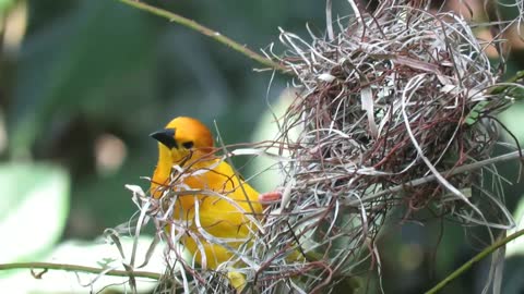 Bird and animal is beautiful creature on our planet~Nature And Wildlife Video