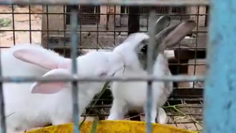 Rabbit love