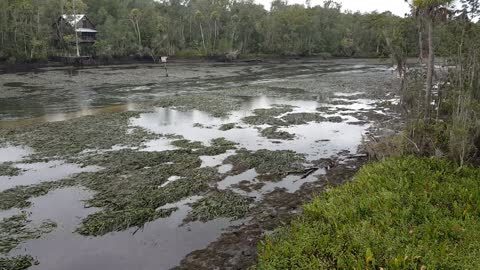 Hurricane Irma Hits Wakulla River in Florida