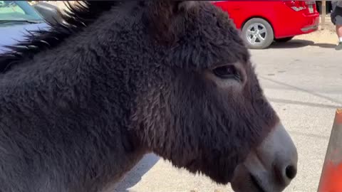 The Wild Donkeys of Oatman Arizona