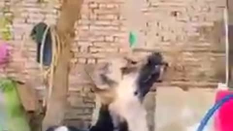 Dog and cat funny video
