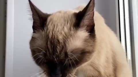 cute video. cat washing