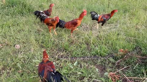 Chickens ready to fight and Snake