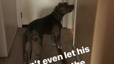 This dog won’t leave his dad’s side