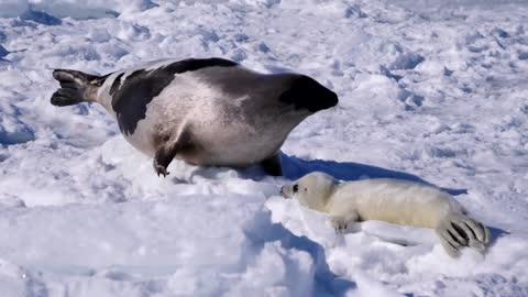 Shrinking ice threatens Canada's seal pups