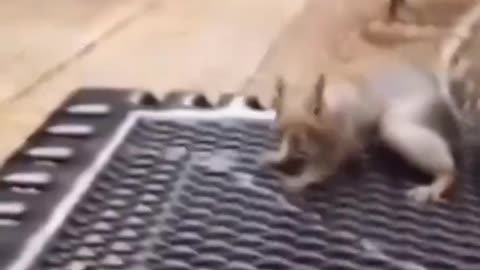 Squirrel Not Scared Of This Fight