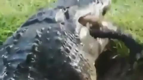 crocodile eats crocodile