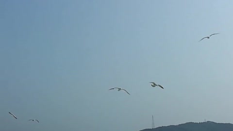 Seagulls are flying