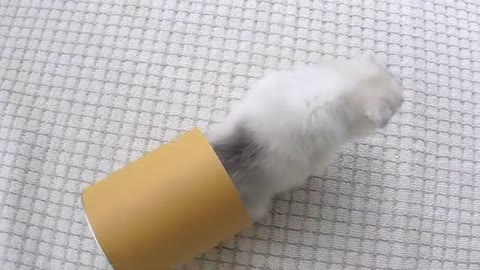 Miniature Husky- The Complete Video Guide to The Pocket-Sized Siberian Husky