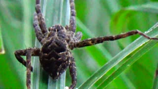 Water Spider