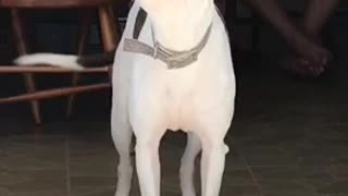 White dog standing still barking outside