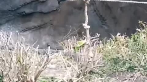 A chimpanzee playing with a rope